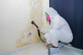 Trusted Bloomingdale, FL Mold Removal Services Experts